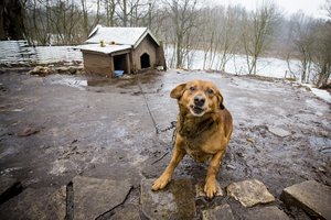 Meilės dienos proga kviečia išlaisvinti augintinius nuo grandinių
