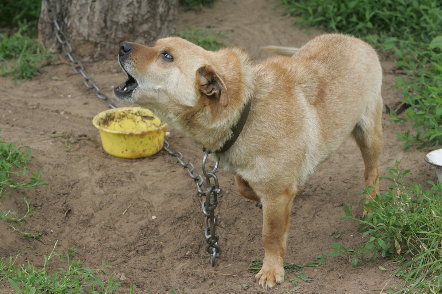 Lietuvoje masiškai prie būdų rišamų šunų likimai žiaurūs: badas, skausmas, prievartavimas ir žūtis.<br>A.Barzdžiaus nuotr.