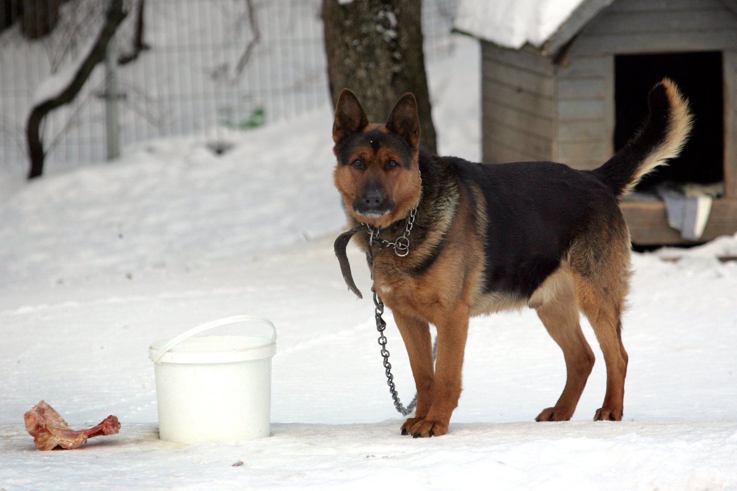 Lietuvoje masiškai prie būdų rišamų šunų likimai žiaurūs: badas, skausmas, prievartavimas ir žūtis.<br>V.Balkūno nuotr.