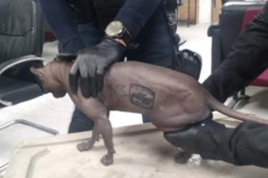 Iš kalėjimo Meksikoje išlaisvinta narkotikų baronui priklausiusi katė: ant gyvūno – gaujos tatuiruotės