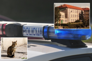 Mirtinai katiną nukankinę klaipėdiečiai – moksleiviai: progimnazijos direktorę užplūdo pasipiktinimo laiškai