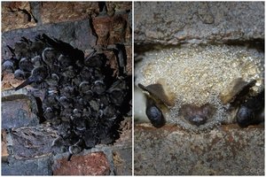 Suskaičiuoti snaudžiantys šikšnosparniai: didžiausioje žiemavietėje jų rasta beveik 2 tūkst.