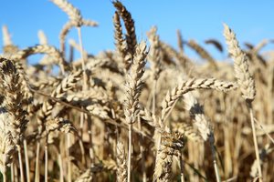 EP priėmė rezoliuciją – ragina ES mažinti priklausomybę nuo rusiškų trąšų