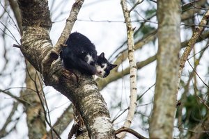 Dvi dienas iš medžio Rokiškio rajone išlipti negalintį katiną gelbėti skubėjo tarnybos