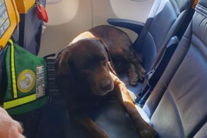 Šunį asistentą turintis vyras liko priblokštas: „Lietuvoje negalioja ne tik Europoje, bet ir visame pasaulyje priimtos taisyklės“