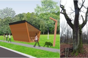 Kauniečiai kritikuoja Šančių ąžuolyno projektą: jo neleis tvarkyti kaip eilinio parko 