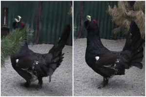 Nuotaikingi vaizdai iš Viešvilės rezervato: kurtiniai jau pradėjo traukti tuoktuvių giesmes