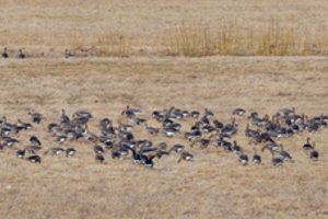 Žuvinto biosferos rezervate pradedami aplinkos pokyčių stebėjimai