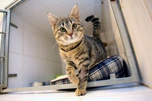 Mano katė manęs nekenčia. Ar tikrai? 8 katės meilės kalbos