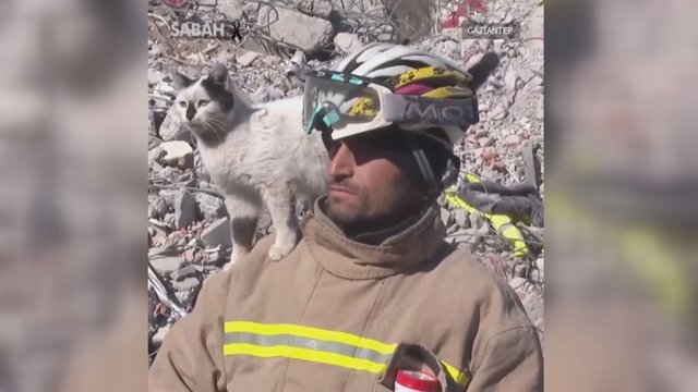 Pamatykite, kaip savo dėkingumą parodė po žemės drebėjimo Turkijoje išgelbėtas katinas