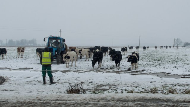 M. Dubnikovas pabrėžia – žemės ūkis nėra šventas: protestuojantiems pienininkams žada liūdną scenarijų