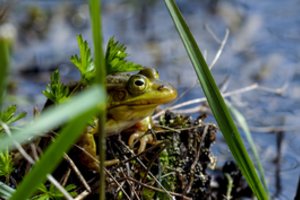 Europiečių apetitas gali smarkiai atsirūgti: dėl gurmanų daliai varlių rūšių gresia išnykimas