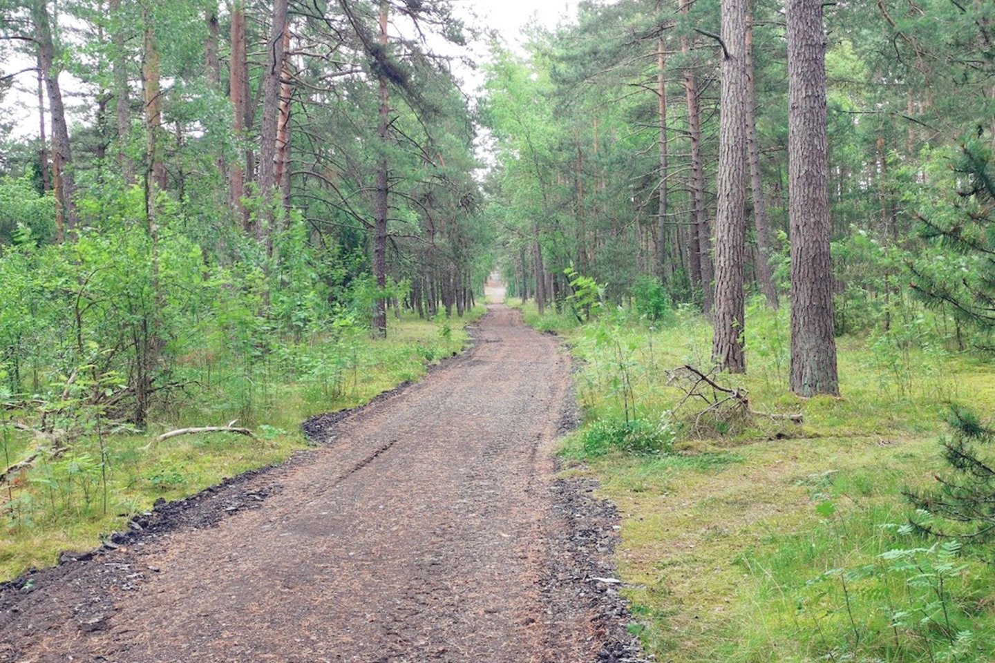 Frezuoto asfalto atliekos buvo išpiltos valstybės saugomoje teritorijoje.<br>Kuršių nerijos nacionalinio parko nuotr.