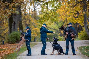 Klaipėdos policijoje šauniai tarnauja 5 keturkojai pareigūnai, kurie netrukus sulauks pastiprinimo