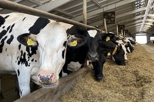 Vienas rajonas išsišoko – sugalvojo, kaip padėti pieno ūkiams