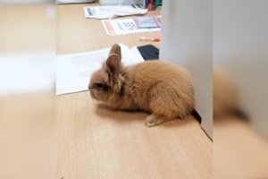 Prekybos centro daiktų saugykloje – netikėtas gyvas radinys: įtaria, kad taip savininkas atsikratė augintinio