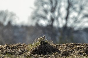 Vieversio dieną pavasario šaukliai jau sugrįžę: giesmės girdimos keliuose rajonuose 