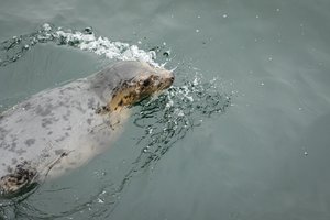 Išgelbėtos ruoniukės Svila ir Zunda pradėjo savarankišką gyvenimą jūroje: muziejus jau laukia naujų „pacientų“