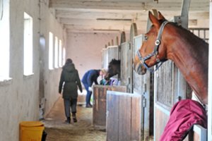 Žirgininkai dūsauja: viena ypač reikalinga prekė virto deficitu, o ir jos kaina – sunkiai įkandama  