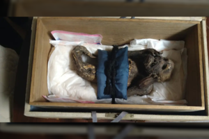 Šiurpą kelianti „undinės“ mumija yra dar keistesnė, nei manė mokslininkai