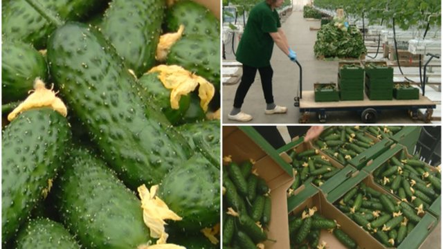 Ant prekystalių gula pirmieji lietuviški agurkai: augintojai žada kainų nekelti