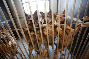 Kiek būsimiems merams rūpi gyvūnų gerovės problemos Lietuvoje?