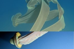 Laivo keleiviai prie Antarktidos pastebėjo į ateivius panašius sutvėrimus