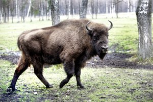 Dzūkijos nacionaliniame parke atidaromas naujas stumbrynas