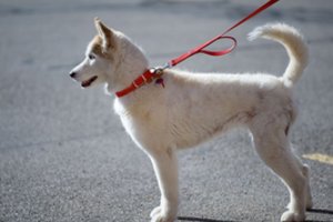 Pastebi, kad Lietuvoje galima įsigyti elektros šoko antkaklių augintiniams: įspėja – už tai gali grėsti atsakomybė