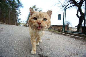 Koronaviruso sukeltas chaosas vos nevirto kačių genocidu – pripažino, kad svarstė radikalų žingsnį