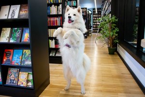 Skaitymai su šunimis vaikams – vėl Kaune: atskleidė ypatingą naudą