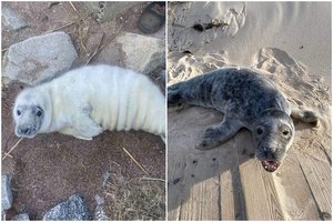 Primena, ką daryti pastebėjus nusilpusį ruoniuką: šiuo laiku gyventojams reikėtų būti itin atidiems