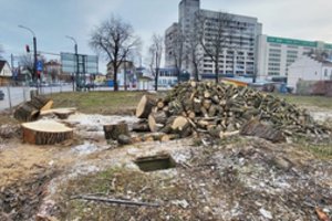 Kaunietis užfiksavo liūdną vaizdą: „Šimtametis sveikas medis paverčiamas malkų krūva“