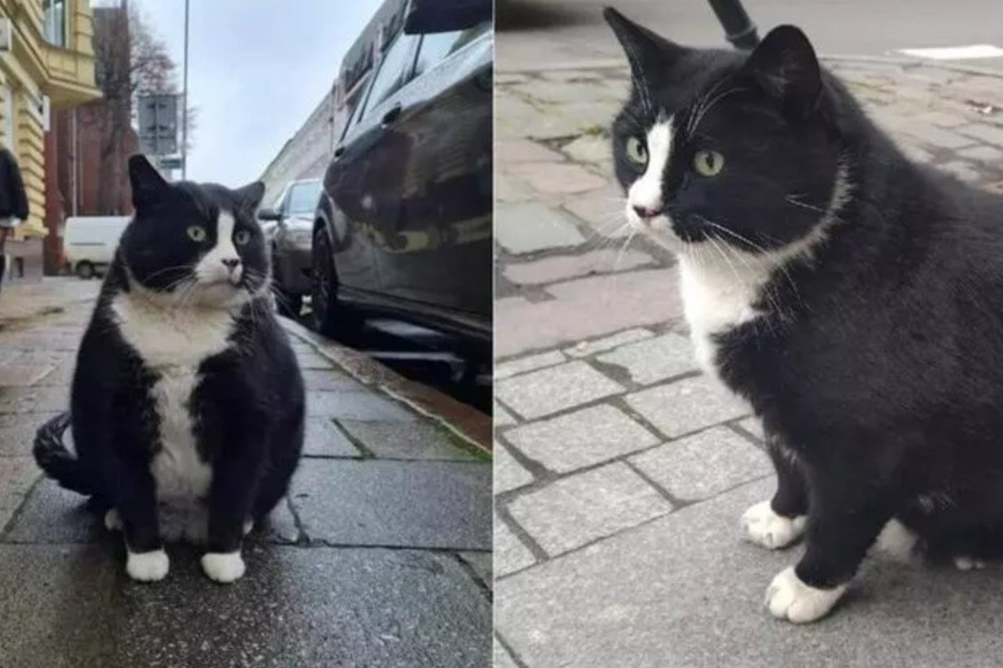  Riebus katinas tapo populiariausiu Lenkijos miesto turistų traukos objektu.<br> „Instagram“ nuotr.