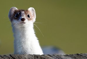 Vyriausybė pateikė išvadą, nuo kada kailinių žvėrelių verslas Lietuvoje būtų uždraustas