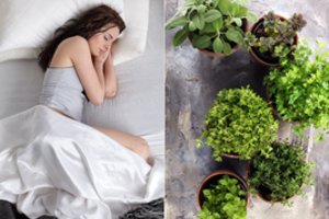 Štai kokios prieskoninės žolelės padės varvant nosiai, o kurios padės lengviau užmigti