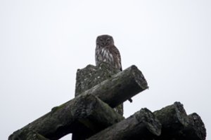 Patikrino, kokių atsargų žiemai buvo pasiruošusios mažiausios pelėdos Lietuvoje: žiema joms sunki nebuvo