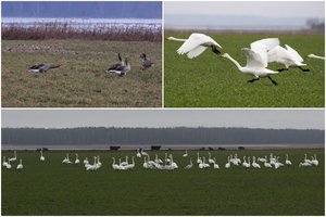 Nemuno deltos regioninį parką užplūdo migruojančios gulbės giesmininkės ir pilkosios žąsys