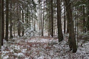 Negyvoje medienoje „verda“ gyvenimas: paaiškino, kodėl miškui svarbus net ir 400 metų sulaukęs pušies virtuolis