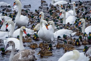 Minima 40-ies paukščių diena: dalis grįžusių rūšių dar gali išskristi, o gandrų teks palaukti