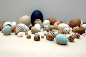 Neįprastas grožio konkursas: kviečia išrinkti gražiausią laukinio paukščio kiaušinį