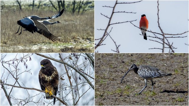 Lietuvoje minima keturiasdešimties paukščių diena: pasiryžo iškelti per 8 tūkst. inkilų