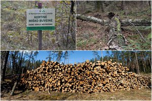 Kaitina miškininkų nervus – valdininkai Lietuvoje aptiko net taigą 