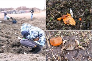 Melnragės paplūdimį užplūdo gintarų ieškotojai: laimingiesiems pasisekė rasti ir 80 g grynuolių