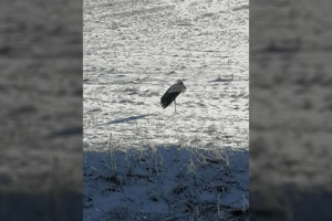 Lietuviai jau pastebėjo pirmuosius gandrus: ornitologas atsakė, ar greitai jų sulauksime ir daugiau