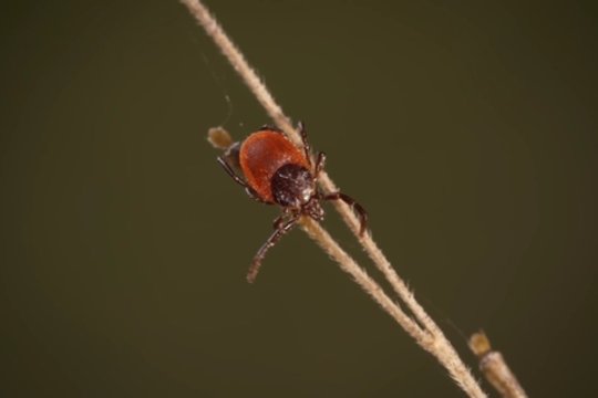 Įspėja apie tykančias erkes: siekiant apsisaugoti nuo jų platinamų ligų – venkite vieno produkto