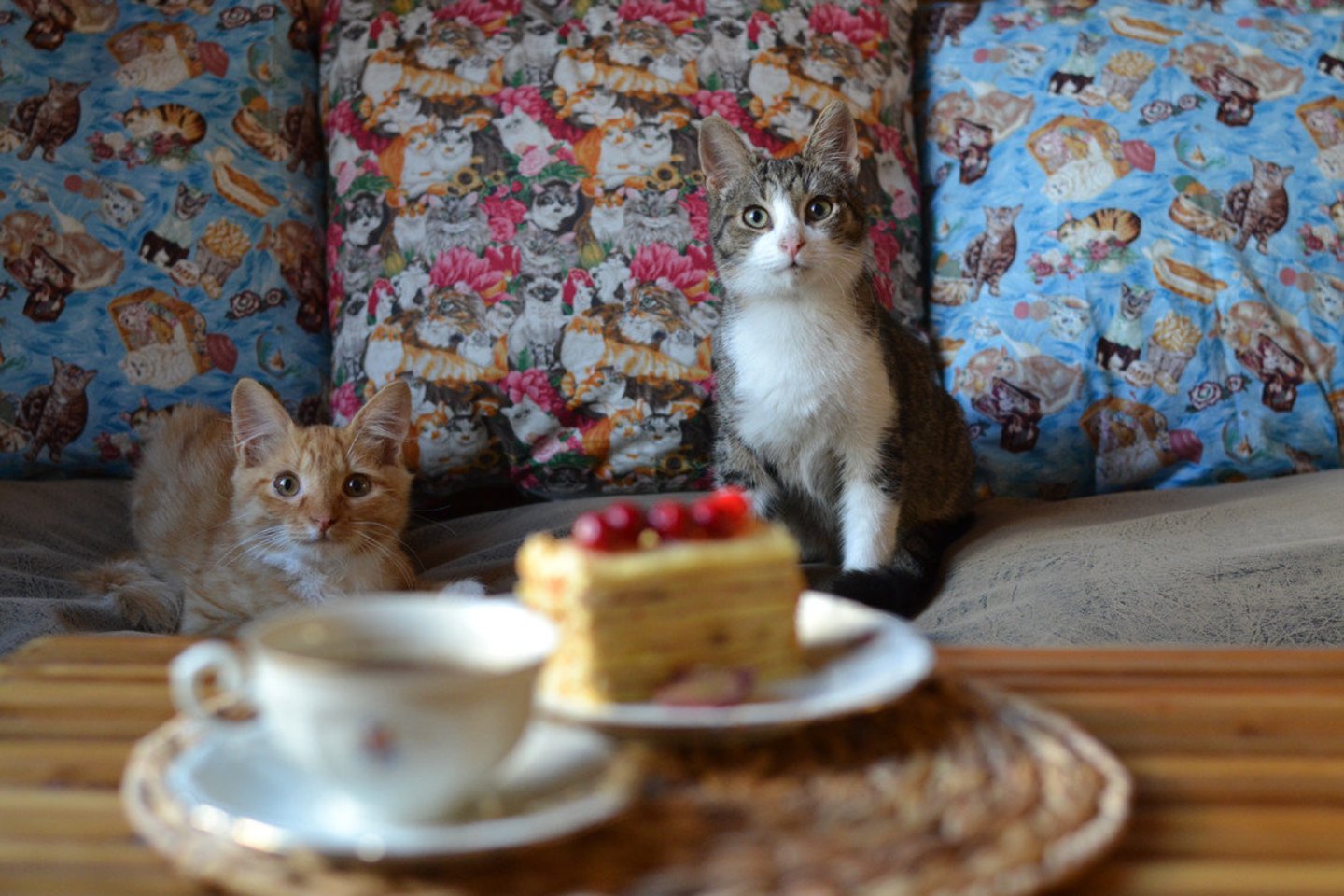  Kačių kavinės atstovai primena apie galiojančias taisykles.<br>Organizatorių nuotr.