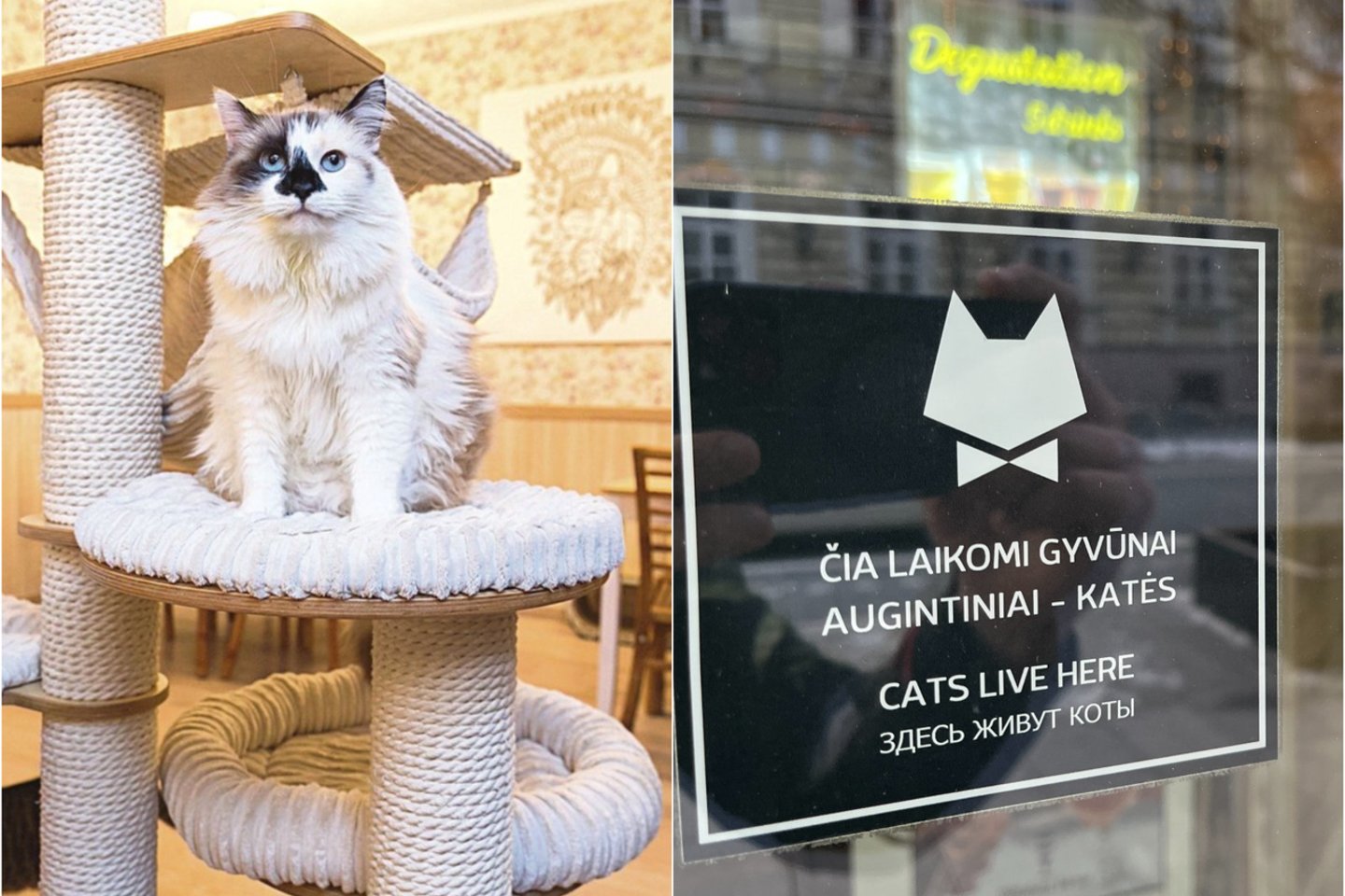  Kačių kavinės atstovai primena apie galiojančias taisykles.<br> T. Bauro ir kačių kavinės atstovų nuotr.
