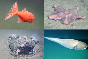 Ekstremaliame gylyje mokslininkai aptiko dar nematytų ir stulbinančių gyvybės pavyzdžių