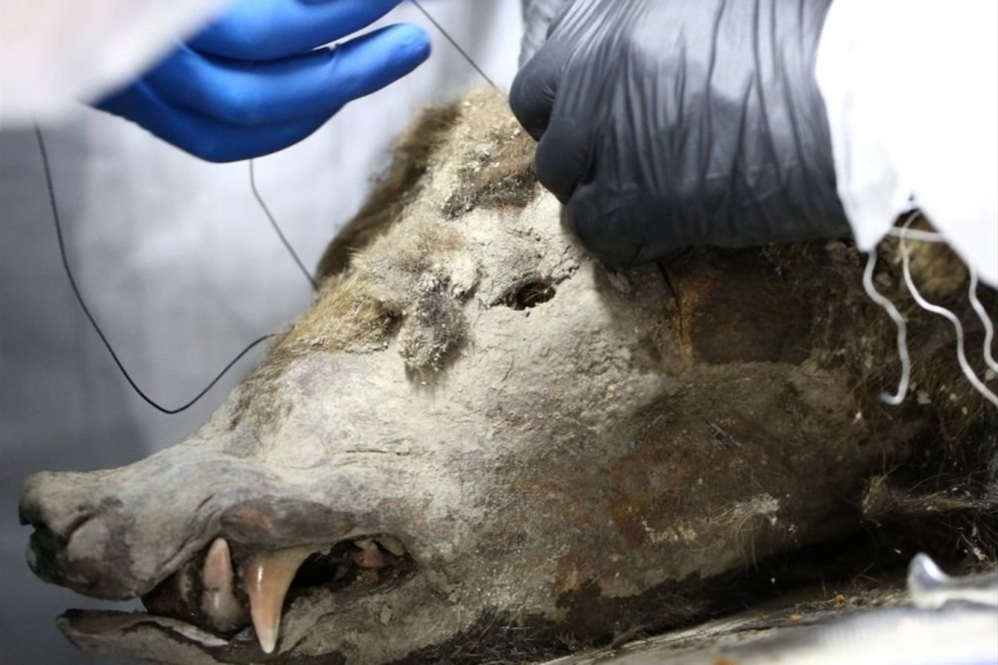 2020 m. rasta mumija iš tikrųjų yra rudojo lokio, gyvenusio prieš 3 500 metų.<br>Šiaurės Rytų federalinio universiteto nuotr.